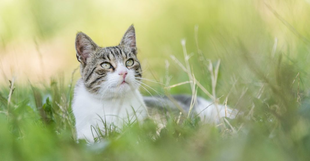 chat gris et blanc allongé dans l'herbe