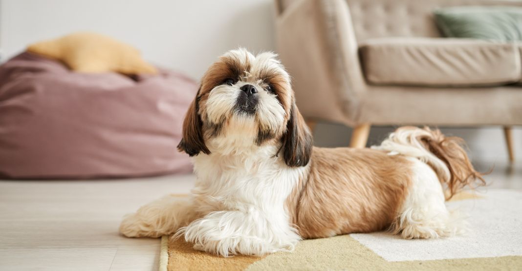 shih tzu beige et blanc allongé par terre