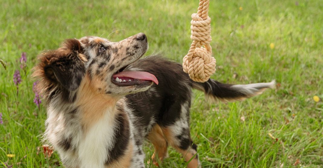 chiot berger australien jouant avec un jouet balle en corde dans un pré