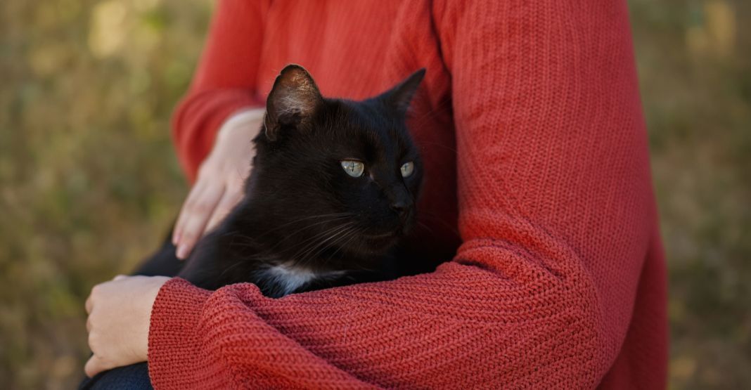 chat noir dans les bras de sa maîtresse
