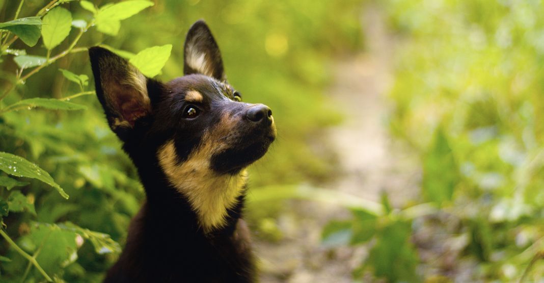 chiot Kelpie dans la nature