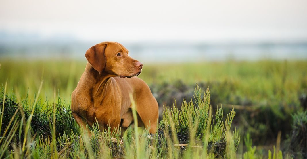 chien couleur fauve regardant à droite dans l'herbe