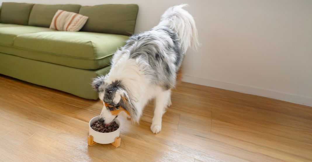 berger australien mangeant ses croquettes dans une gamelle