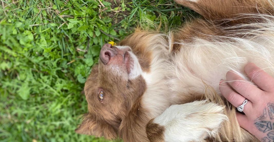 chien jouant dans l'herbe avec sa naturopathe