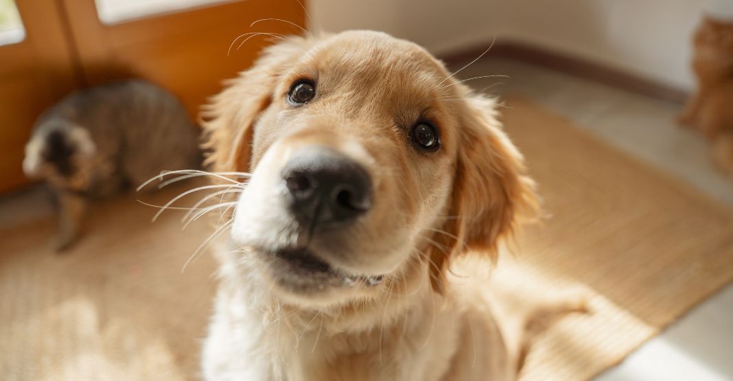 golden retriever chiot assis dans le hall d'entrée