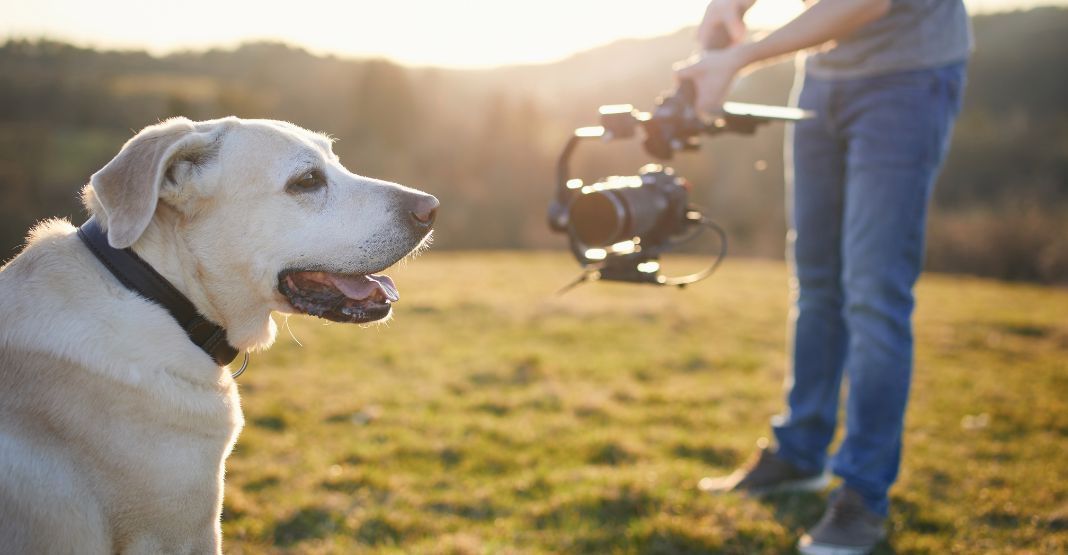 un homme filme un labrador