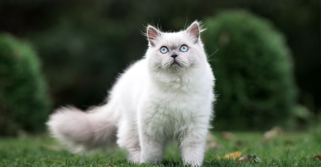 chat blanc colorpoint à poils mi-longs et aux yeux bleus dans un jardin