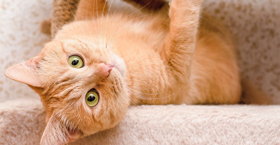 chat roux aux yeux verts