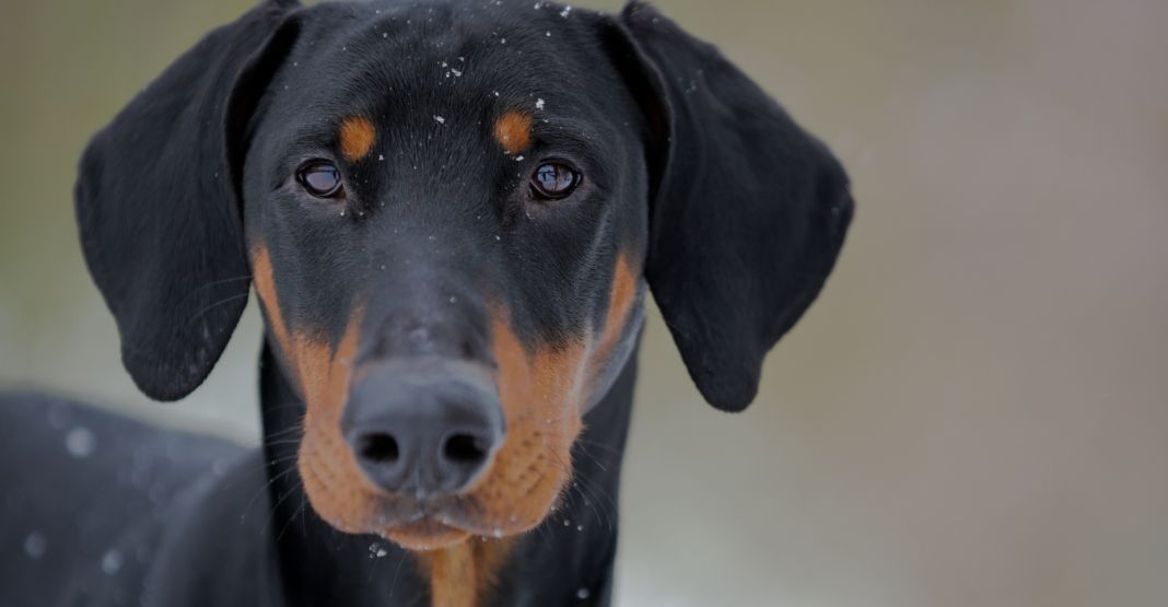 doberman dans la neige