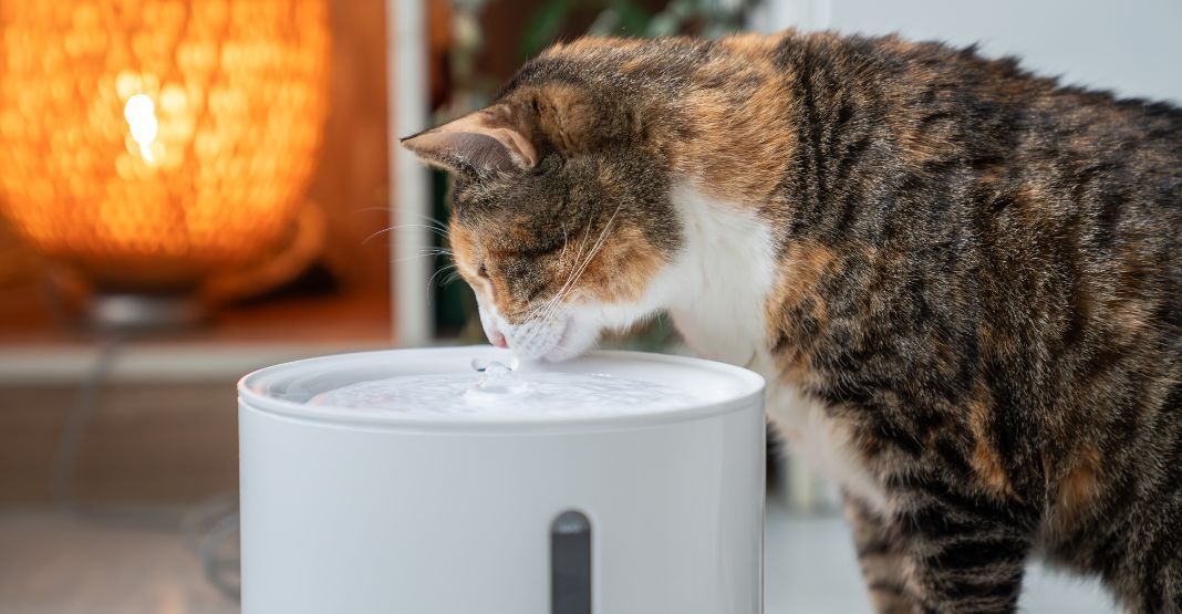 chat buvant dans sa fontaine à eau
