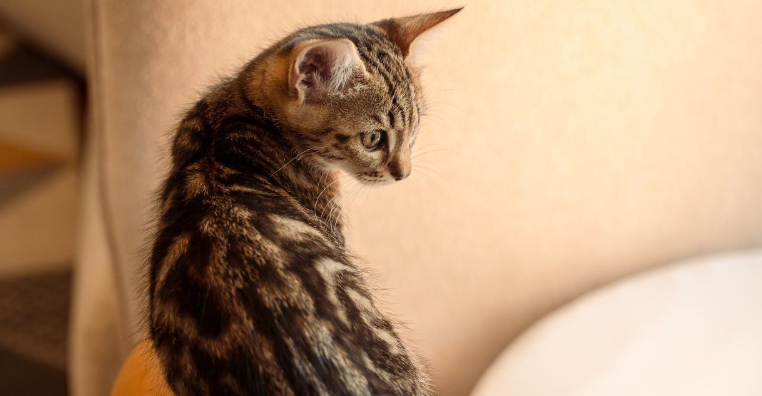 chaton tabby assis sur le rebord du canapé