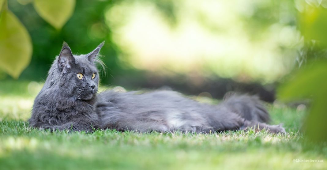 chat maine coon gris allongé dans l'herbe