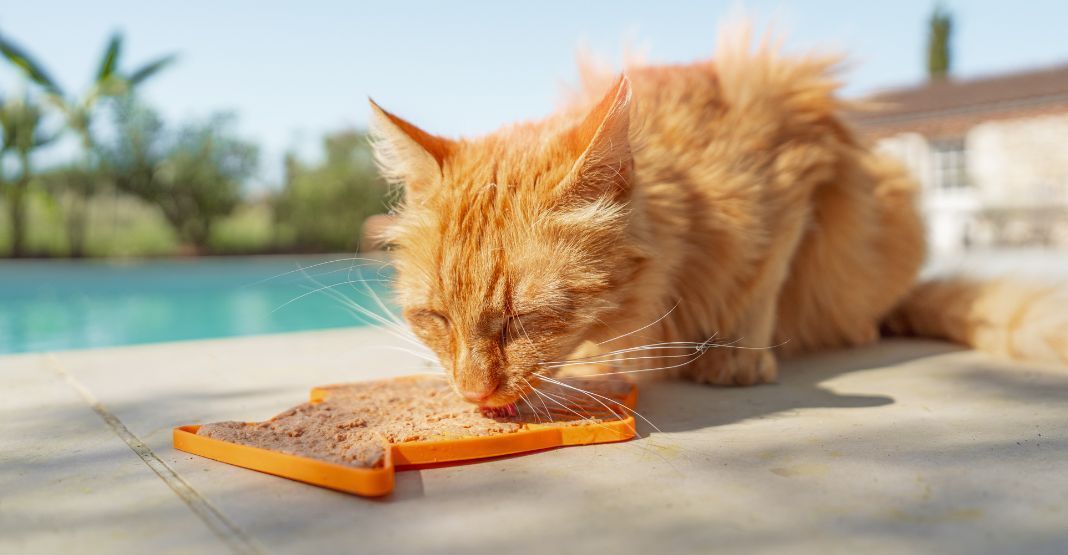 chat roux mangeant sa pâtée sur un tapis de léchage au bord de la piscine en été