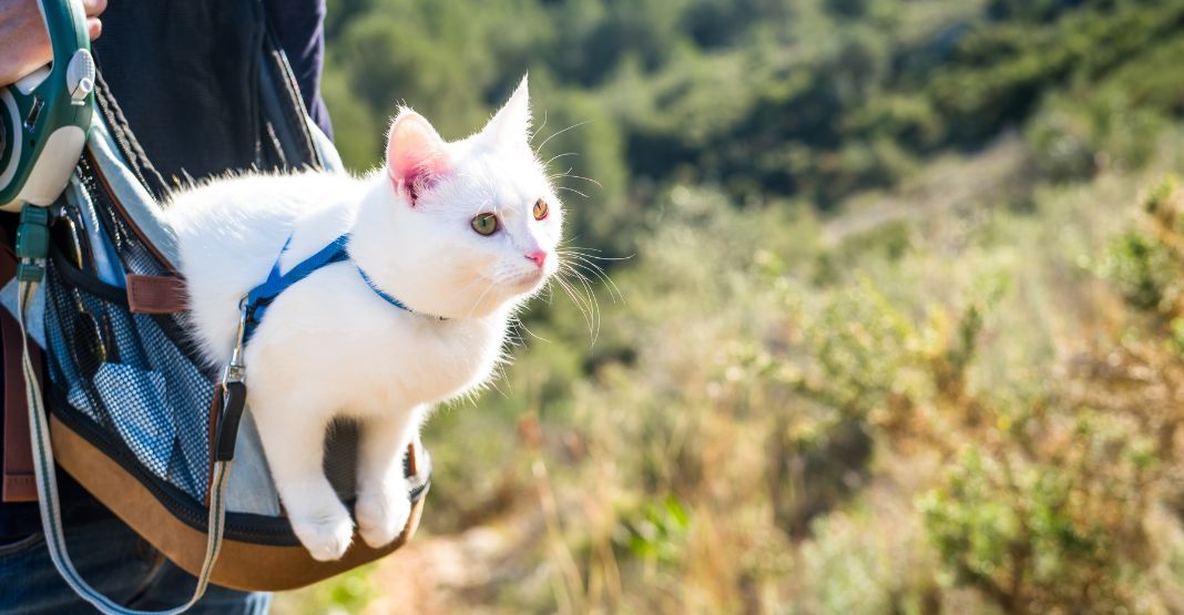 chat blanc en vacances avec sa maîtresse