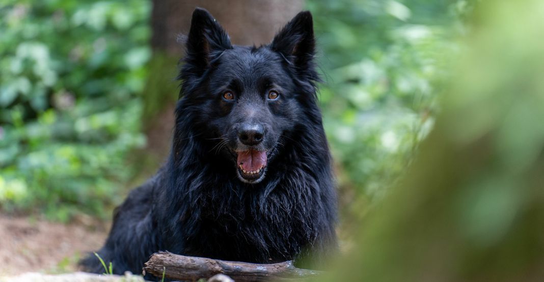 berger belge noir à poils longs allongé dans la forêt de face