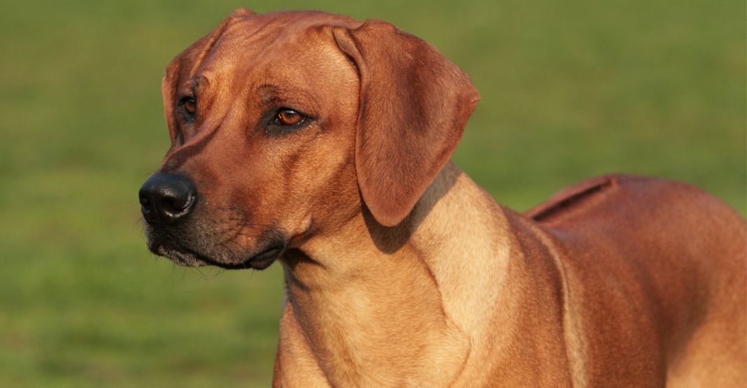 Rhodesian Ridgeback regardant vers la gauche