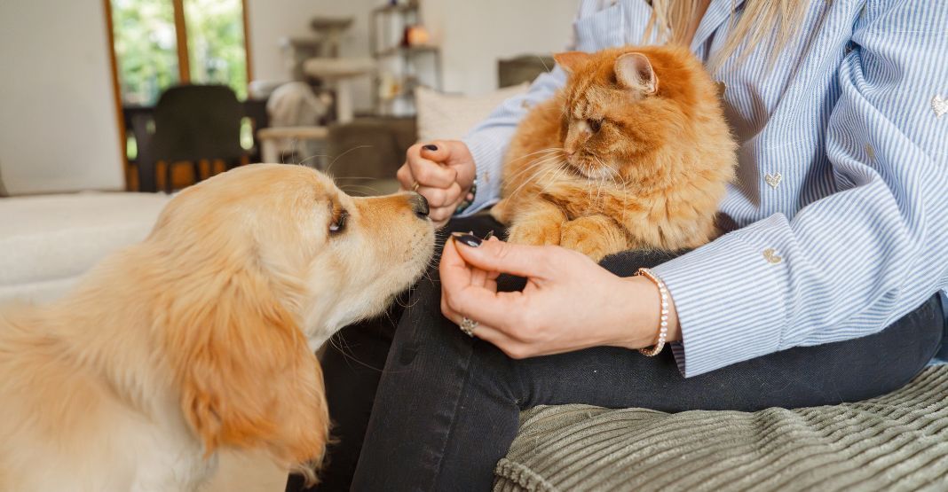 golden retriever saluant un chat dans les bras de sa maîtresse
