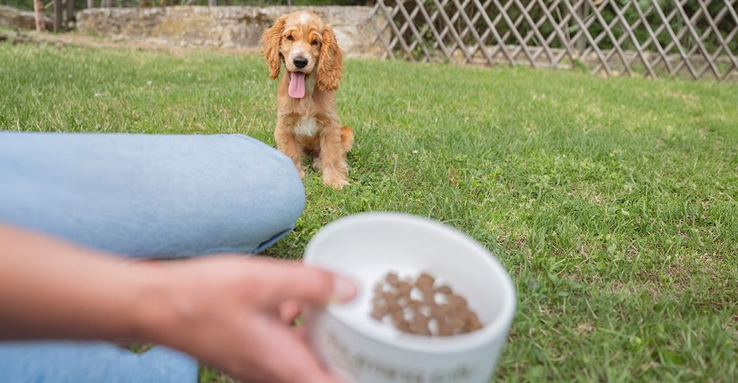 chiot cocker assis dans l'herbe regardant sa gamelle de croquettes