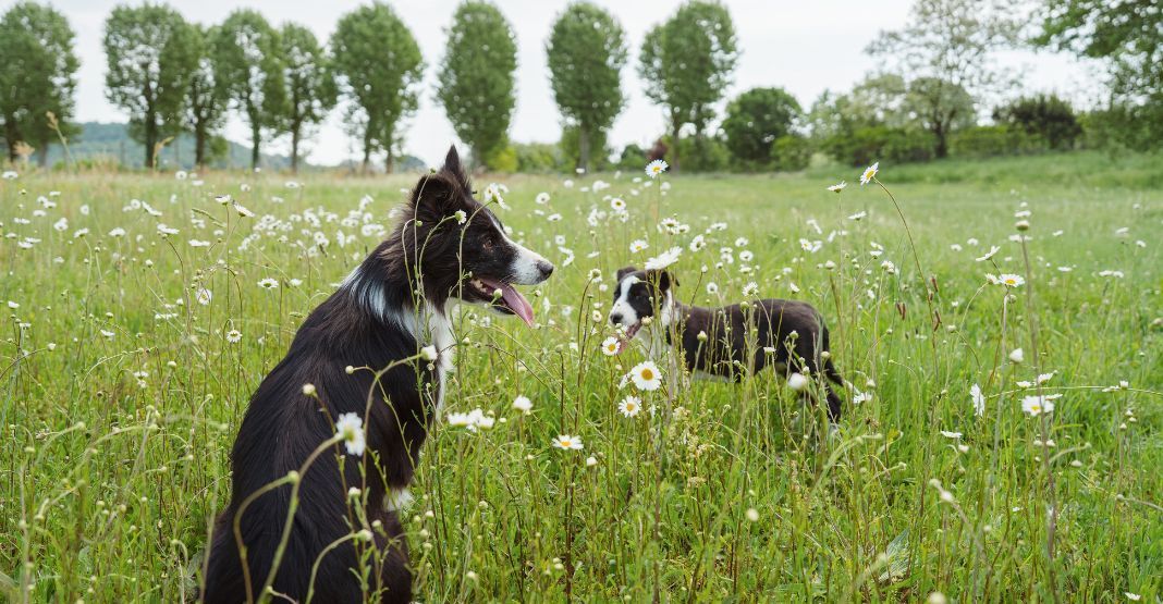 deux borders collie dans les prés