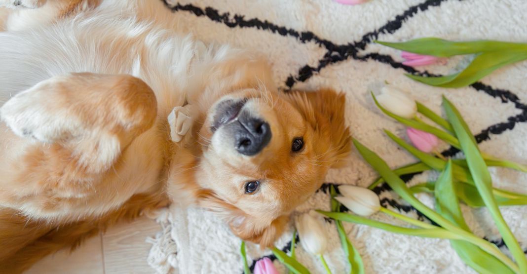 golden retriever sur un tapis avec des fleurs