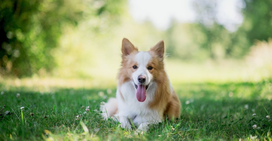 border collie beige et blanc dans l'herbe