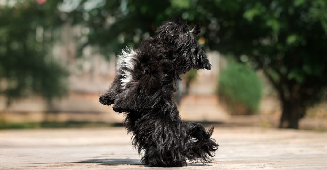 chien faisant de l'obérythmée