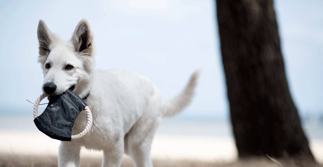 chien jouant sur la plage avec un jouet en corde