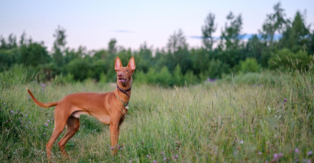 chien du pharaon dans la nature
