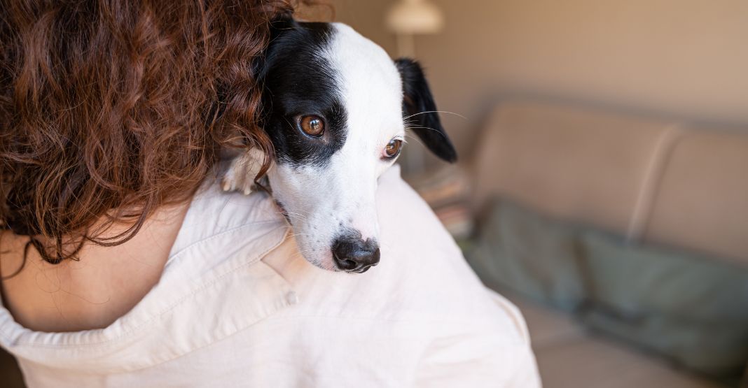 chien regardant derrière sa maîtresse