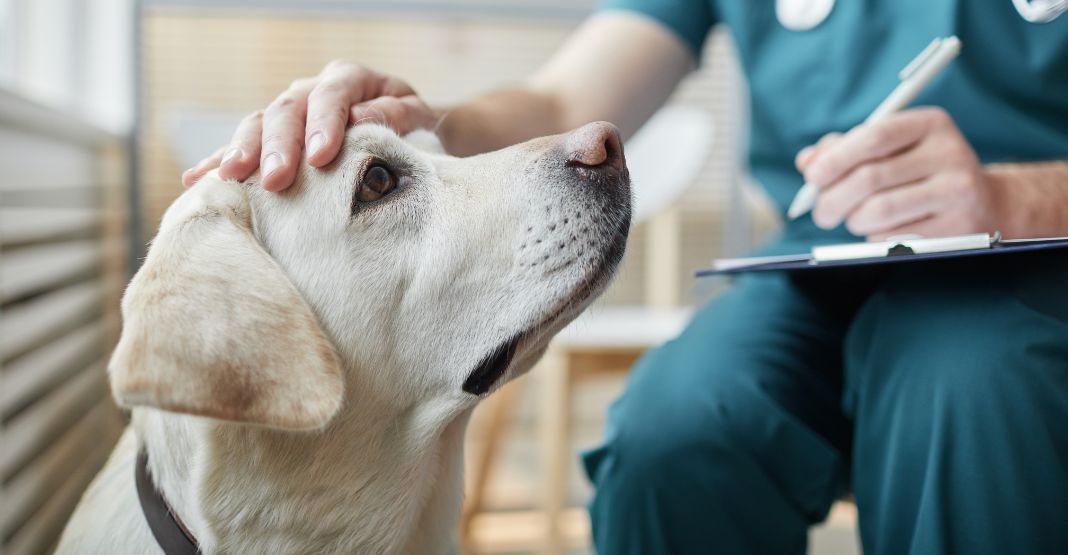 labrador avec son vétérinaire