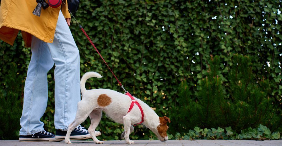jack russell en balade avec sa maîtresse