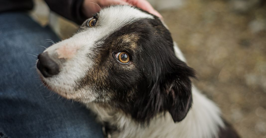 chien noir et blanc qui a peur et qui se fait carresser par son maître
