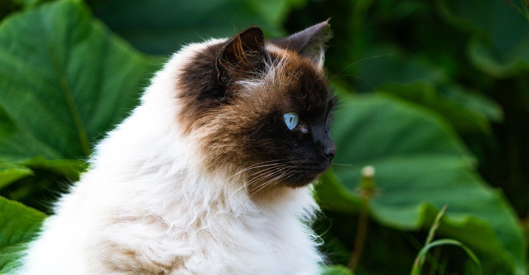 chat himalayen colorpoint
