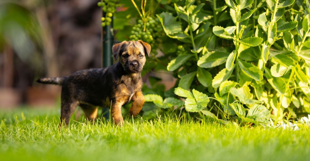 chiot border terrier dans son jardin