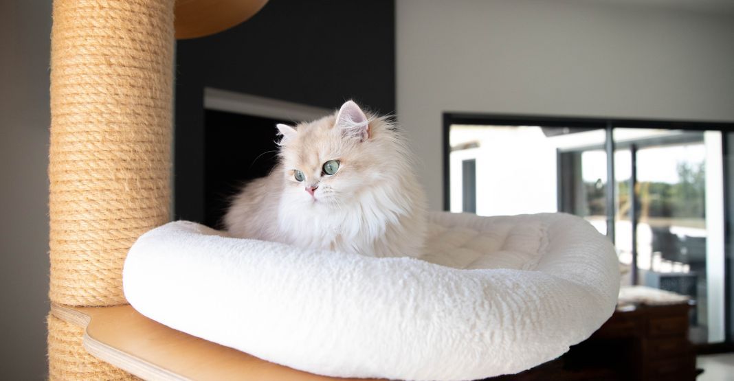 chat sur son arbre à chat