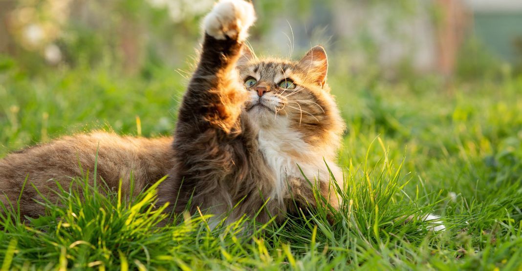 chat allongé dans l'herbe jouant avec une mouche