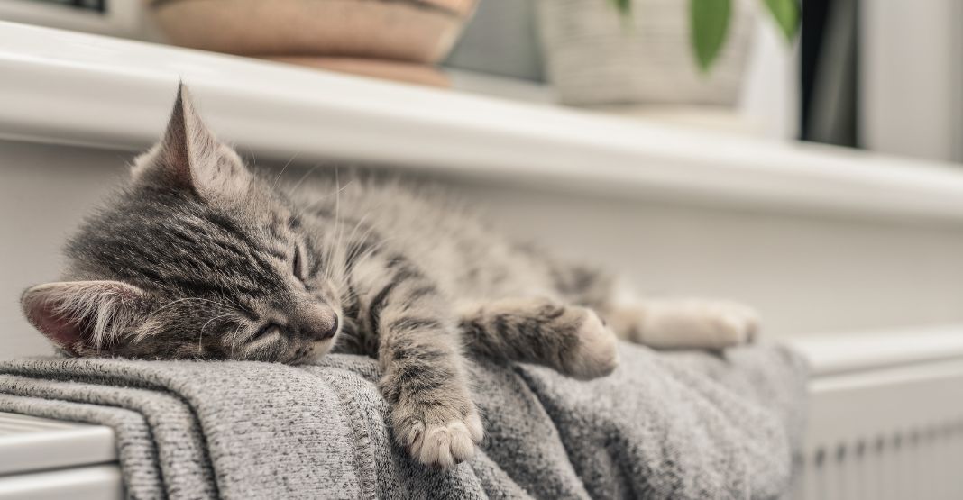 chaton sur chauffage hiver froid