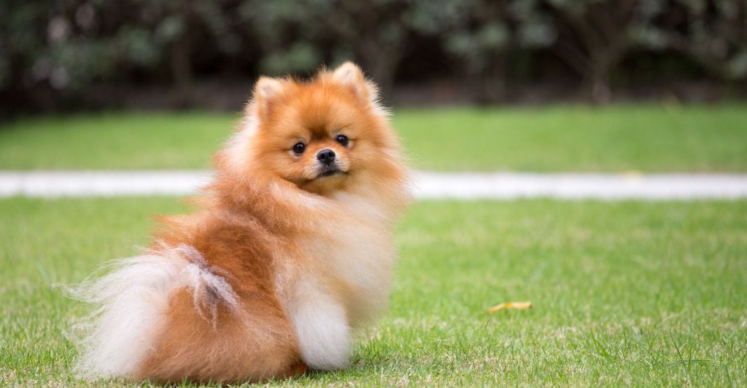 spitz nain roux sur l'herbe