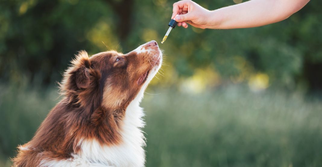 chien recevant de l'huile de chanvre à la pipette