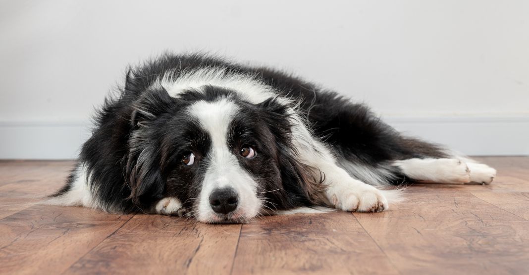 chien noir et blanc allongé sur le parquet