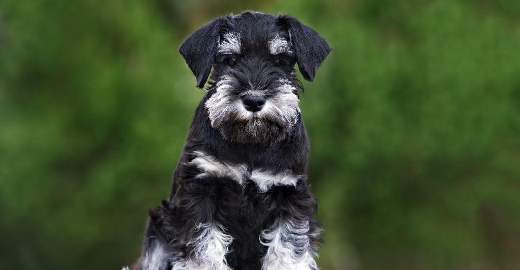 Schnauzer noir et blanc