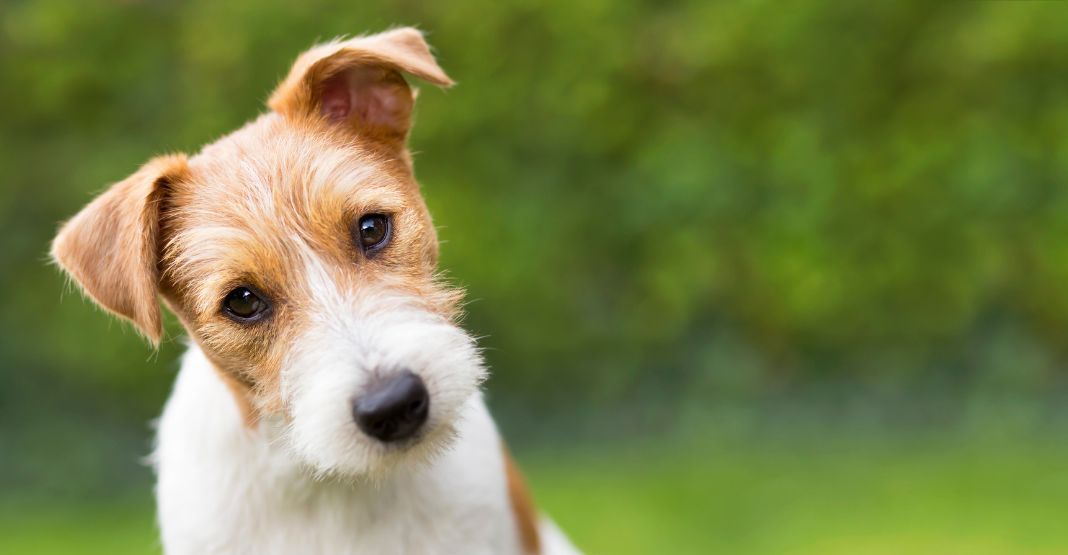chien roux et blanc avec la tête inclinée sur le côté, dans un jardin