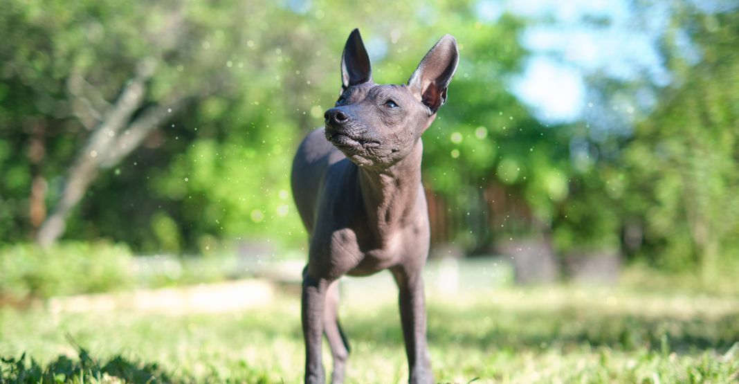 chien nu du mexique dans un parc sur l'herbe