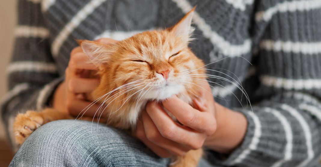 chat roux se faisant caresser par son maître