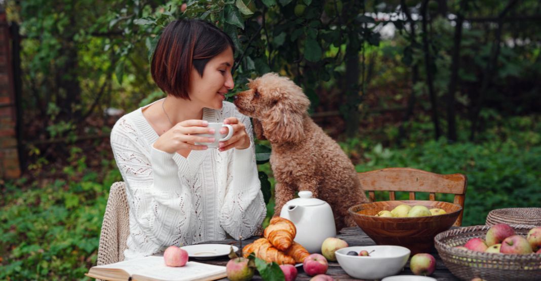 caniche à la table de sa maîtresse
