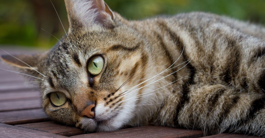 chat européen allongé