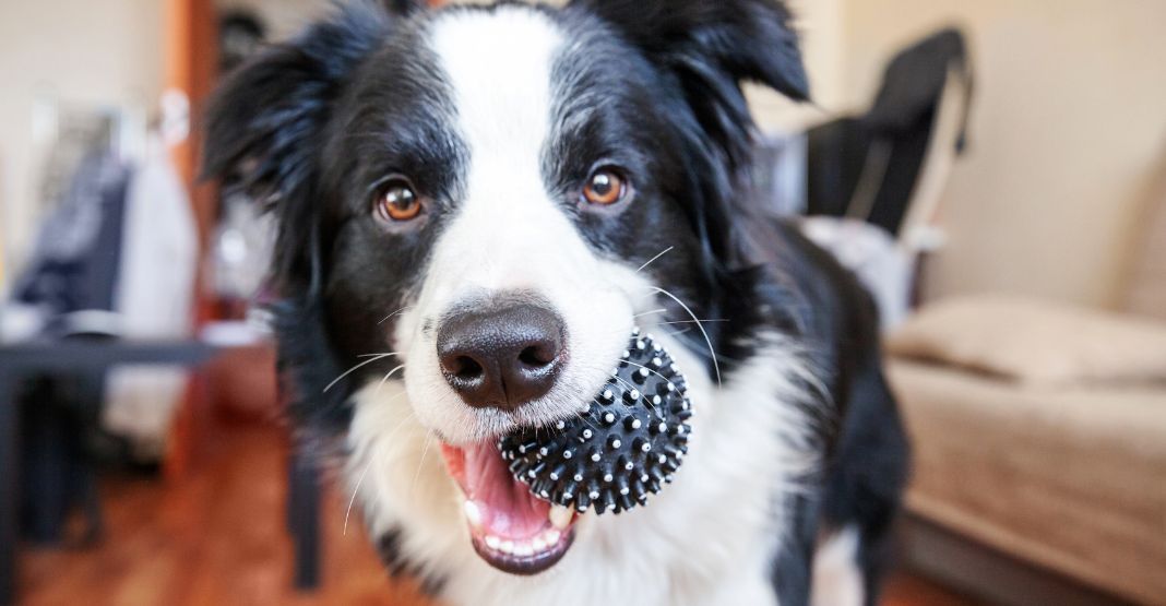 chien noir et blanc avec une balle dans la bouche