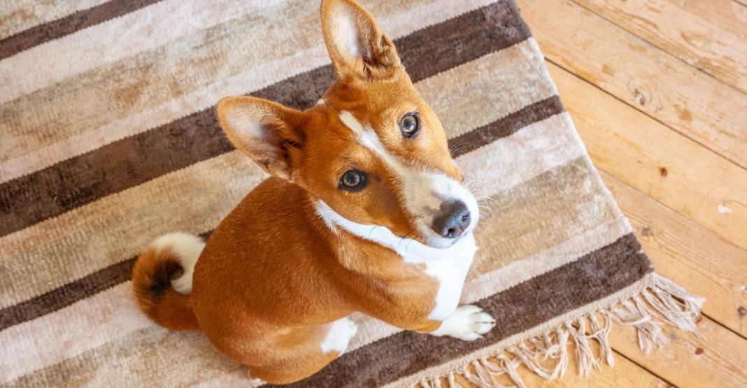 basenji roux et blanc sur un tapis