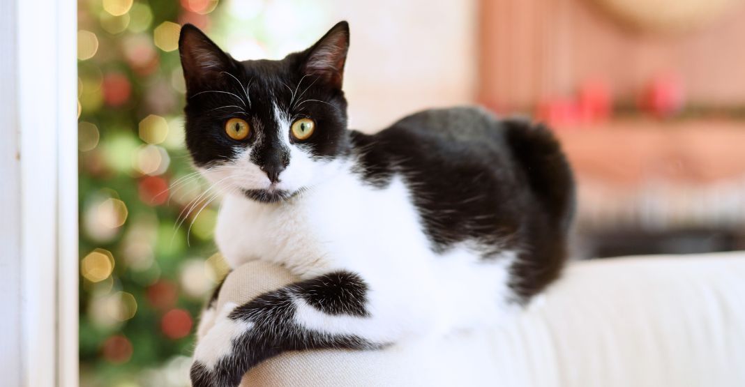 chat noir et blanc à Noël
