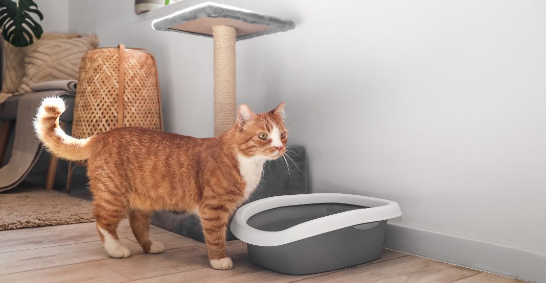 chat roux et blanc devant son bac à litière ouverte et son arbre à chat